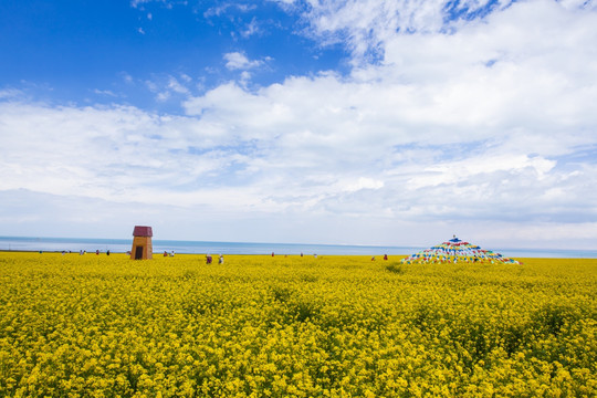 青海湖油菜花