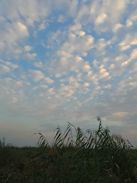 芦苇天空