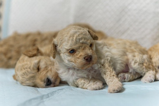 新生犬 狗崽崽