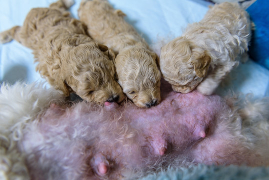 新生犬 狗崽崽