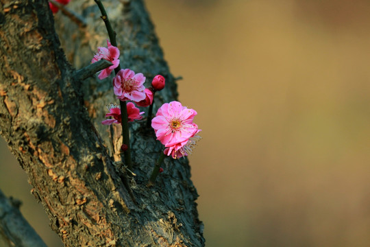 梅花