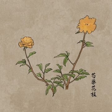 芍药花枝