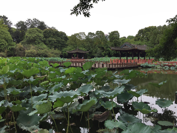 荷花池塘