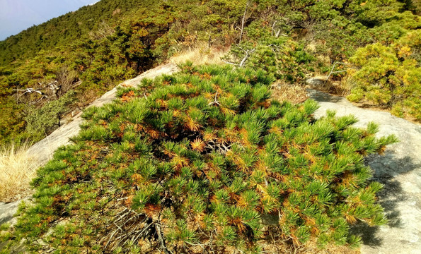 牯牛降黄山松