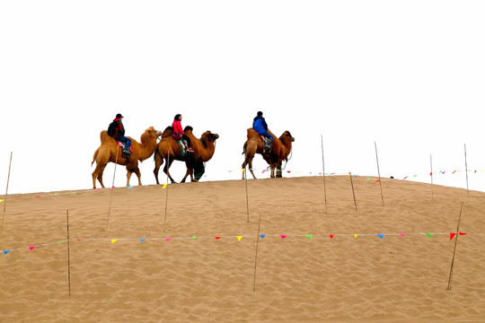 沙山 骆驼 游客