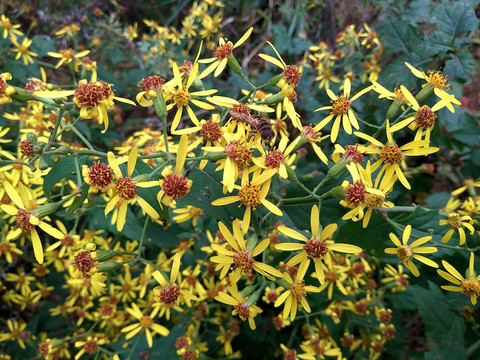 蜜蜂采蜜 野菊花 千里光