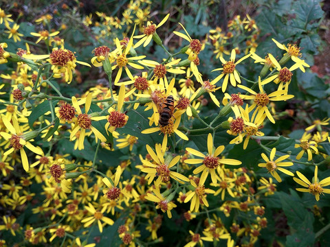 蜜蜂采蜜 野菊花 千里光