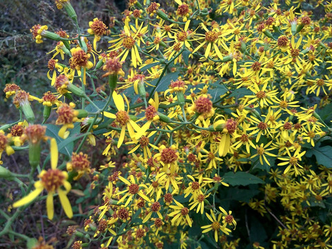 千里光 九里明 野菊花