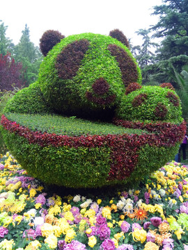熊猫绿篱造景 灌木造景