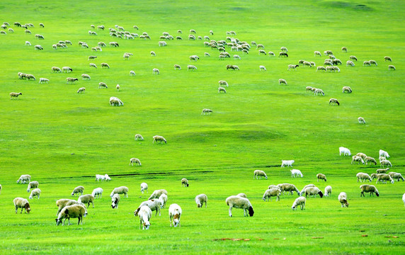 草原上吃草的羊群
