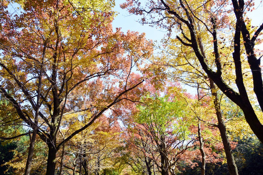 秋天彩色树林