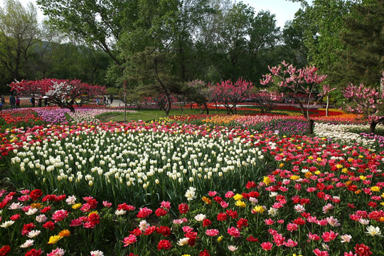 郁金香花