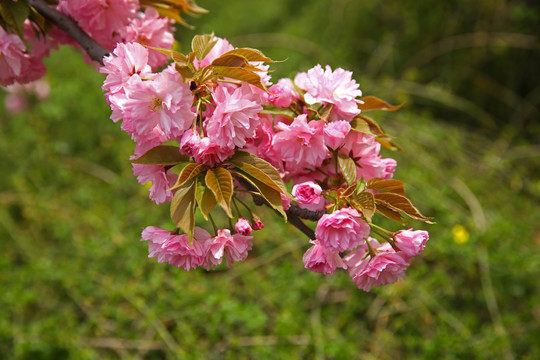 樱花