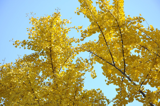 秋天金色的银杏林