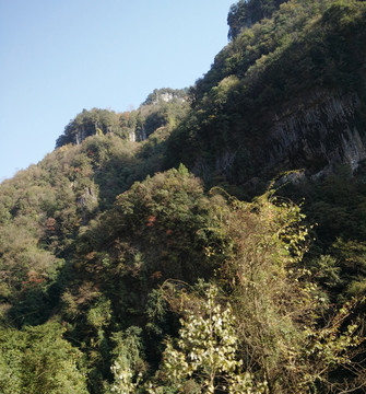 高山绿树