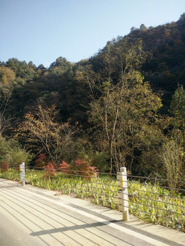 高山绿树