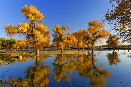 胡杨林美景