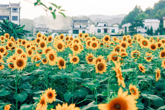 向日葵 花丛 花堆