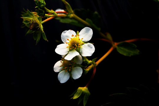 草莓 草莓园 草莓花 花