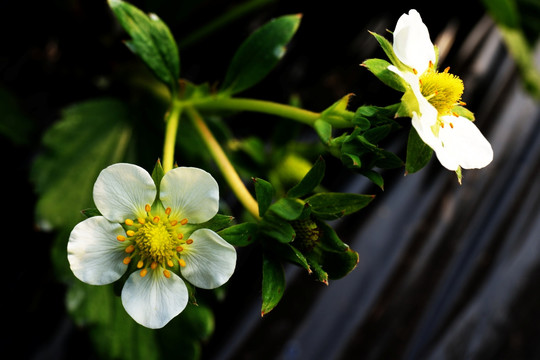 草莓 草莓园 草莓花 花