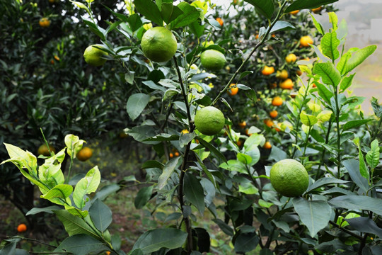 无花果 水果 新鲜