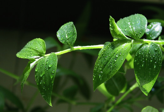 绿叶 白花紫露草