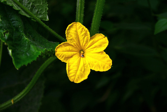 黄瓜 花