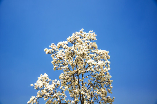 玉兰花 春