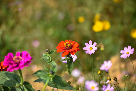 花 花蕊 花蕊特写 鲜花