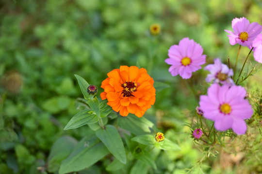 花 花蕊 花蕊特写 鲜花