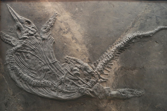 古代鱼龙化石