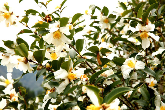 油茶花