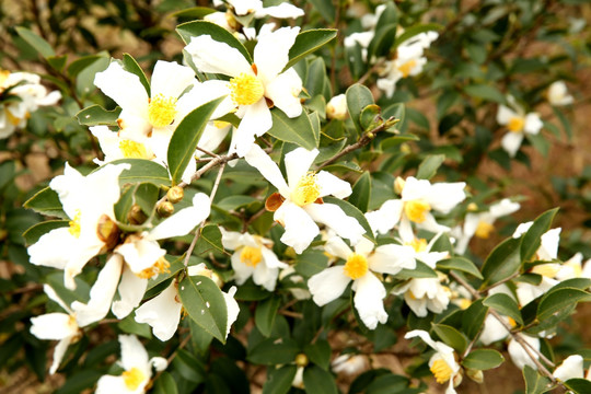 油茶花