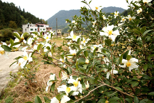 油茶花