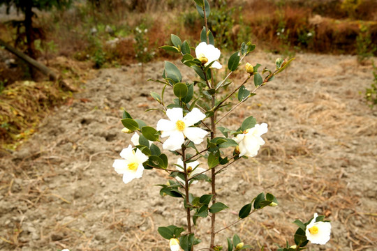 油茶花