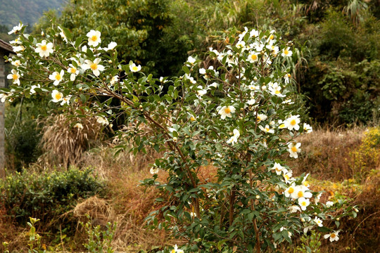 油茶花 油茶 花卉 茶花 植物