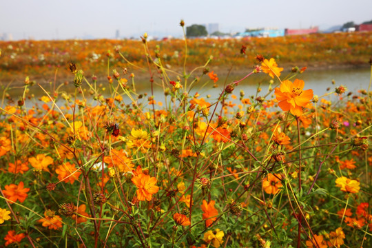 波斯菊