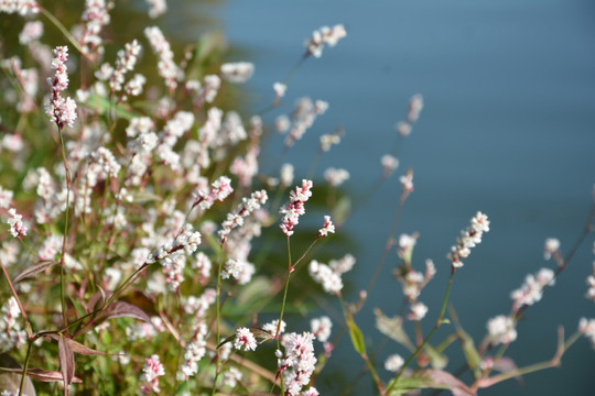 清新小白花