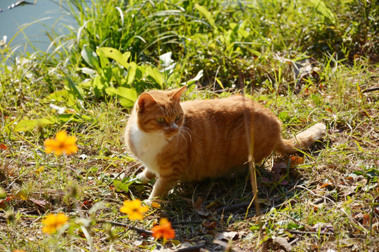 阳光下的小猫