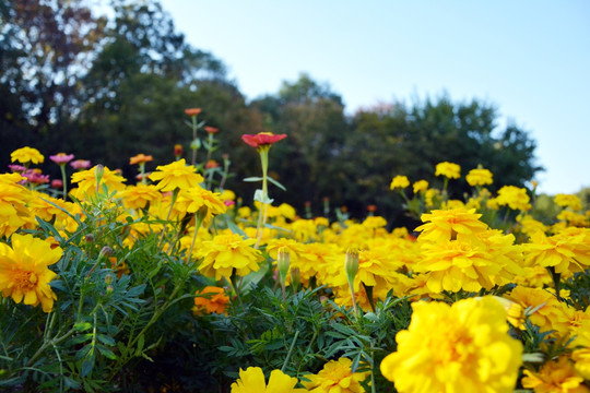 菊花背景