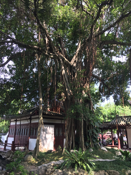 榕树 气根 气生根 根系 根须