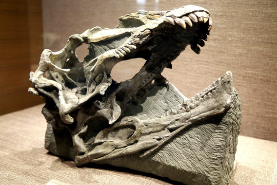 恐龙头骨化石 恐龙头骨 恐龙化
