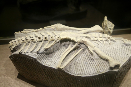 恐龙化石 恐龙骨骼化石 恐龙