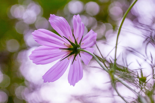 格桑花特写