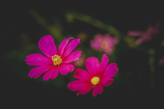 格桑花特写