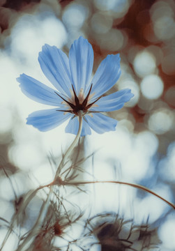 格桑花特写