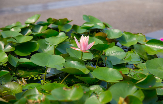 莲花