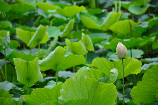 一朵莲花一只蜜蜂