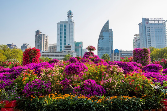 柳州市首届三角花展美图