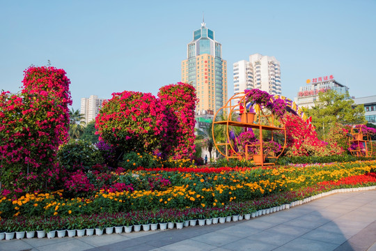 柳州市首届三角花展美图